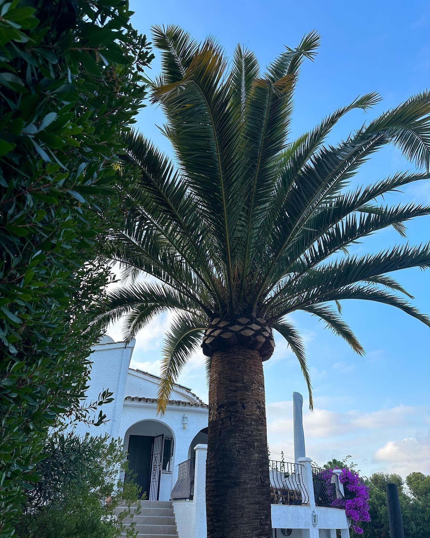 Villa ingang met palmboom